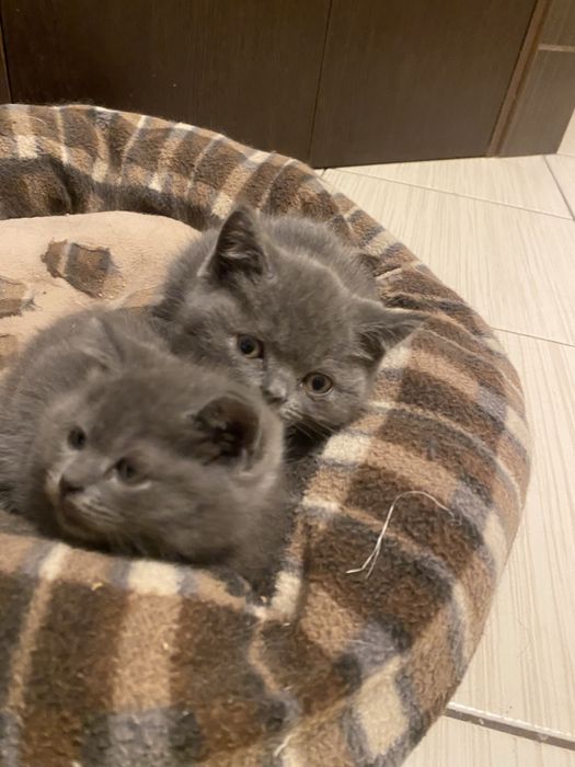 British shorthair blue