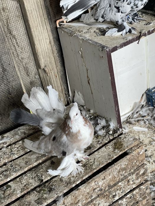 Vand porumbei indieni