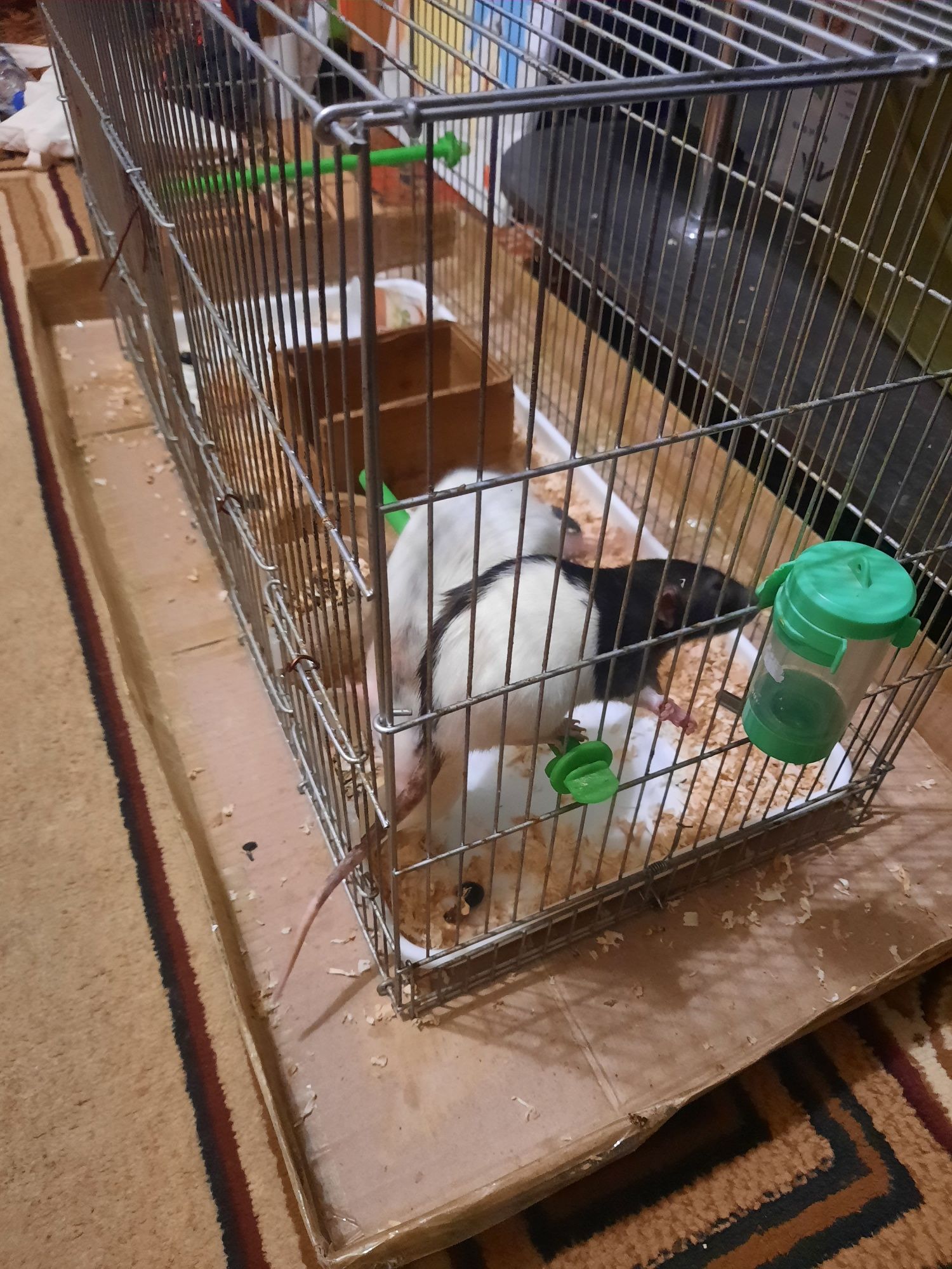 Продам декоративных крыс