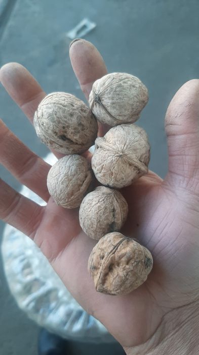 Жангак орех грецкий