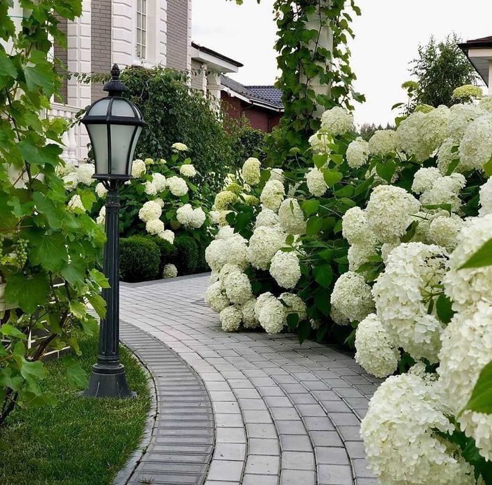 Гортензия Анабель древовидная и много других растений для сада