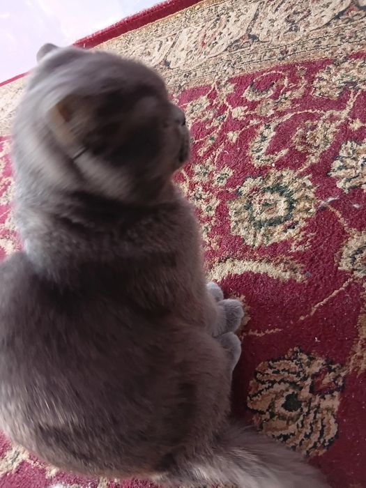 Oliy navli mushuklar sotiladii 200 dol