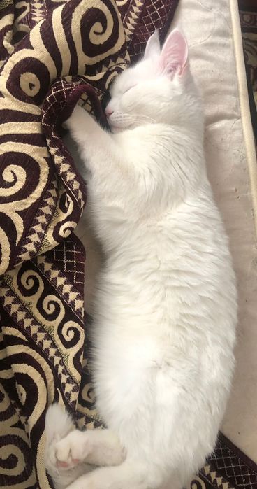 Отдам кота в хорошие руки, цвет белый