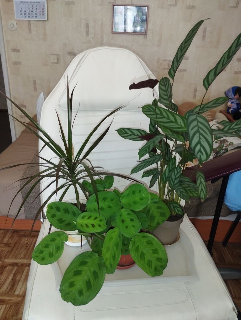 Стайни и лечебни цветя