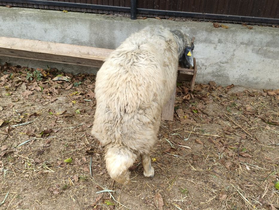 Berbec caracul karakul brumariu