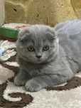 Scottish fold fetita