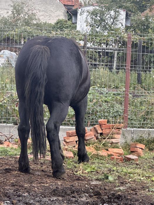 Iapa de vanzare garantata la orce proba         Cei anteresati sa ma c