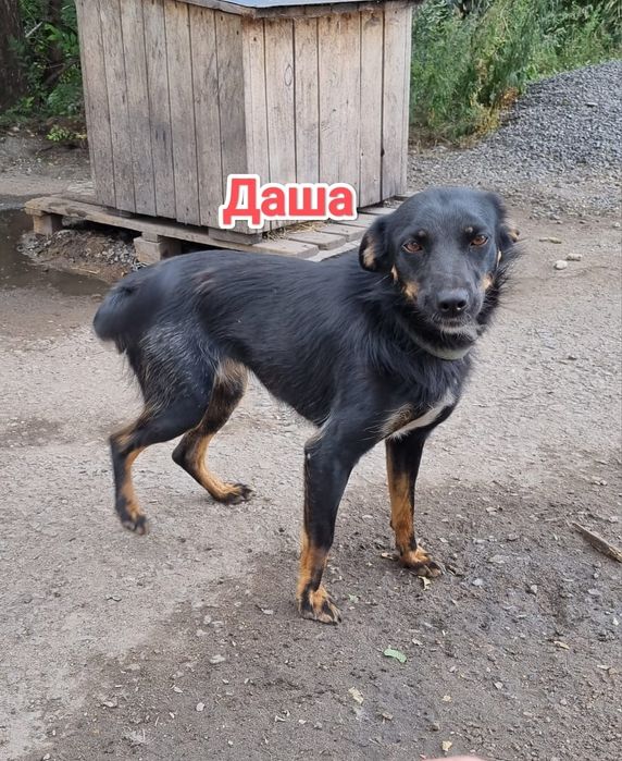 Дарю в добрые и ответственные руки