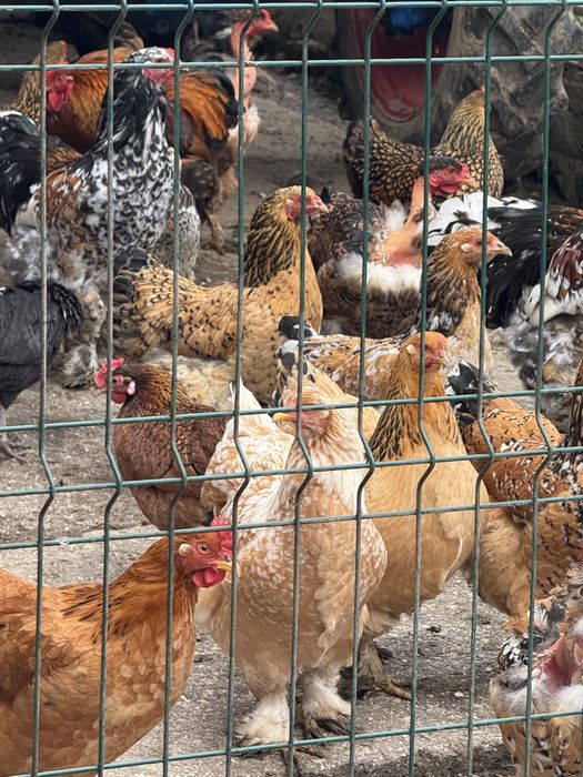 Gaini brahma colorate