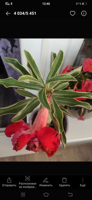 Адениумы сортовые