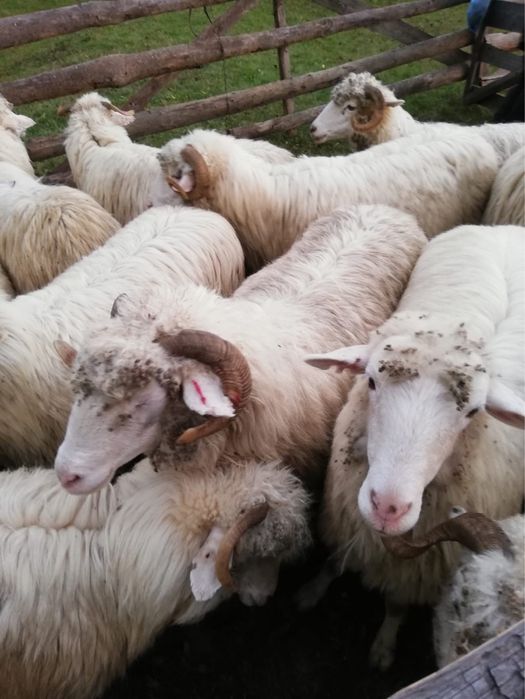 Avem de vânzare 19 oi și un berbec