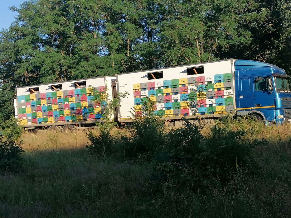 Miere en gross  (poliflora.rapita. Tei. Amorfa)