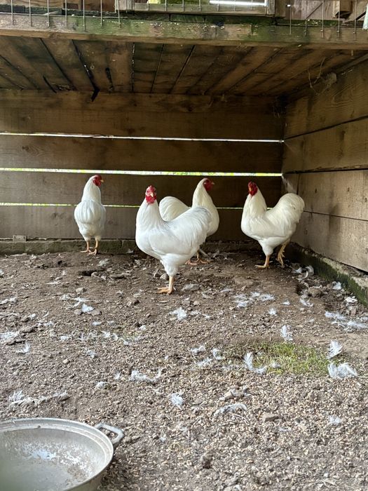 Vand wyandotte pitic alb