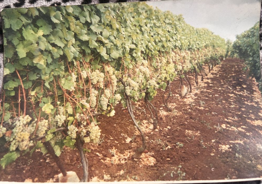 Teren arabil de vanzare/vie/livada in Tasnad