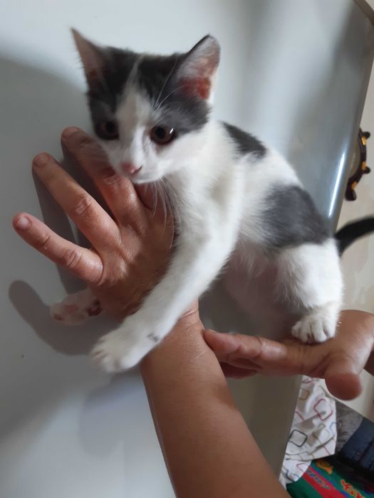 Котенок в добрые руки