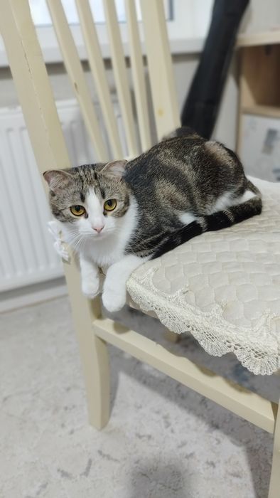 Кошка вислоухи..