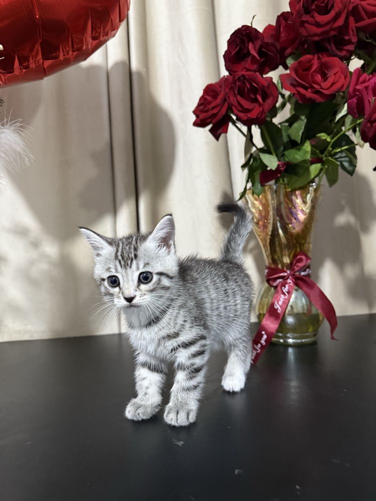 Котята шотланские