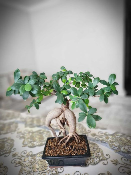 Бонсай дерево миллионера