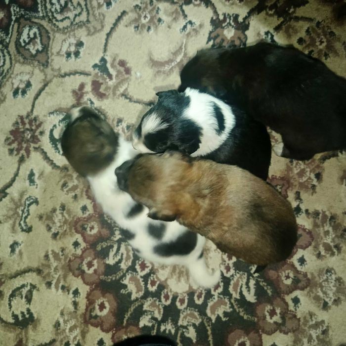 продаются щенки  200 000сум