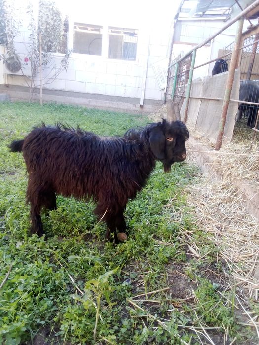 Улкча сотилади йош