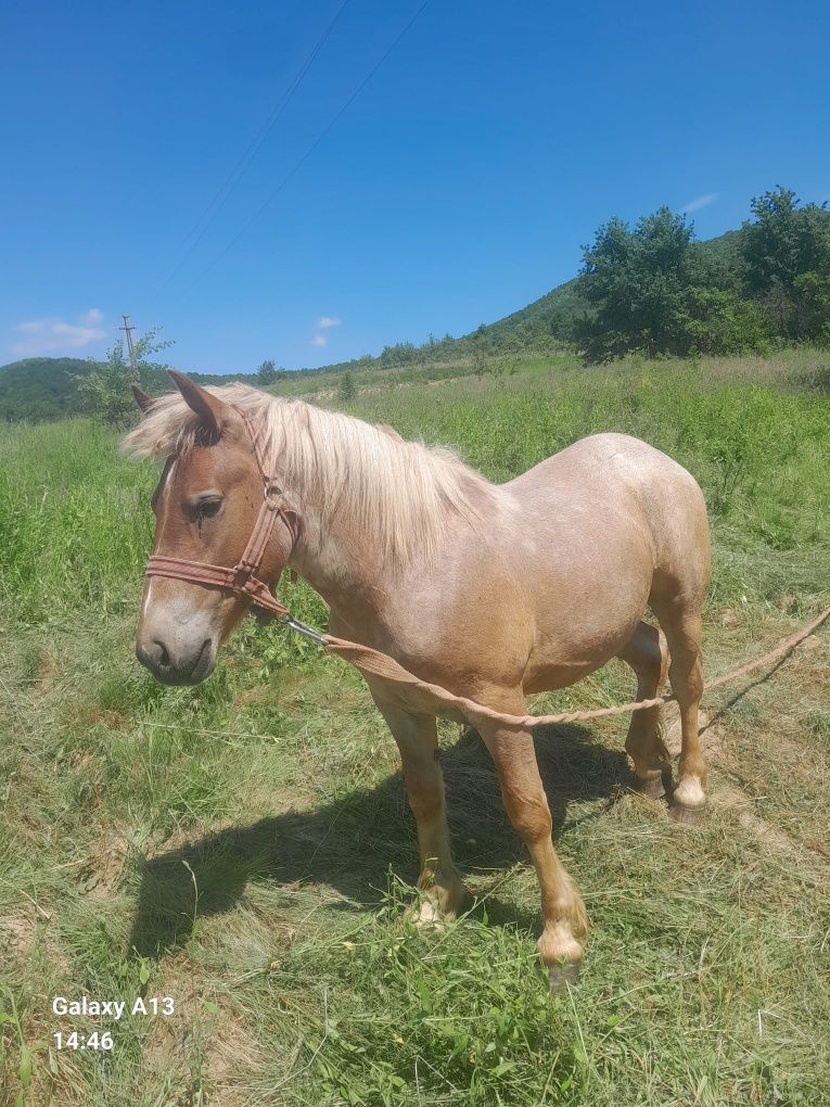 Mânz de 1 an și 3 luni!