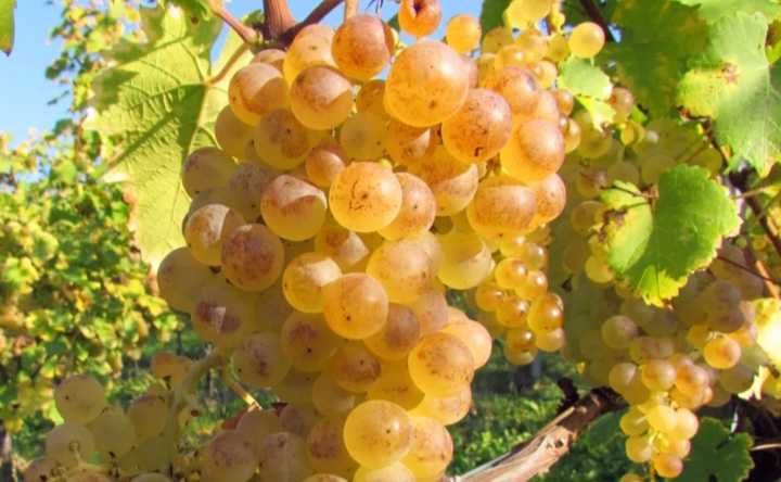 Struguri de vin 2025
