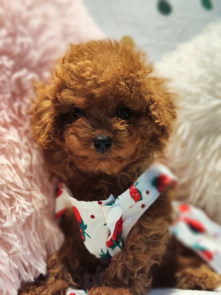 Пудел Той  / Toy poodle   Родословни