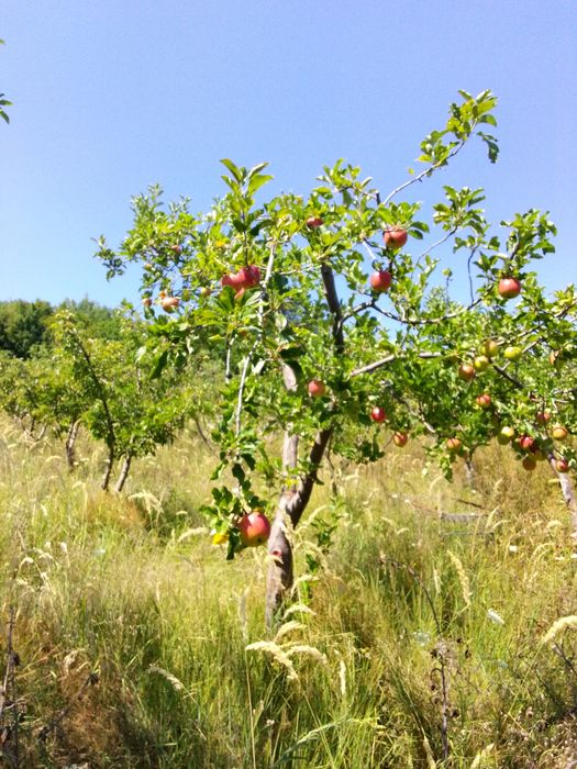 Vând mere de țară
