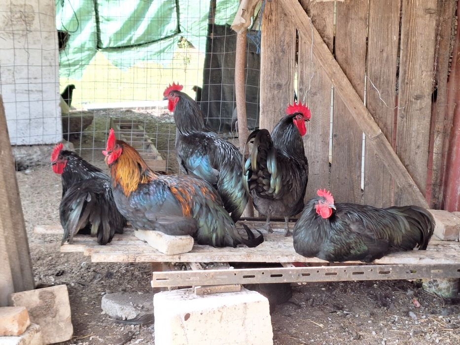 Cocosi australorp