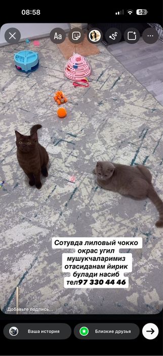 Мушук зотли котики
