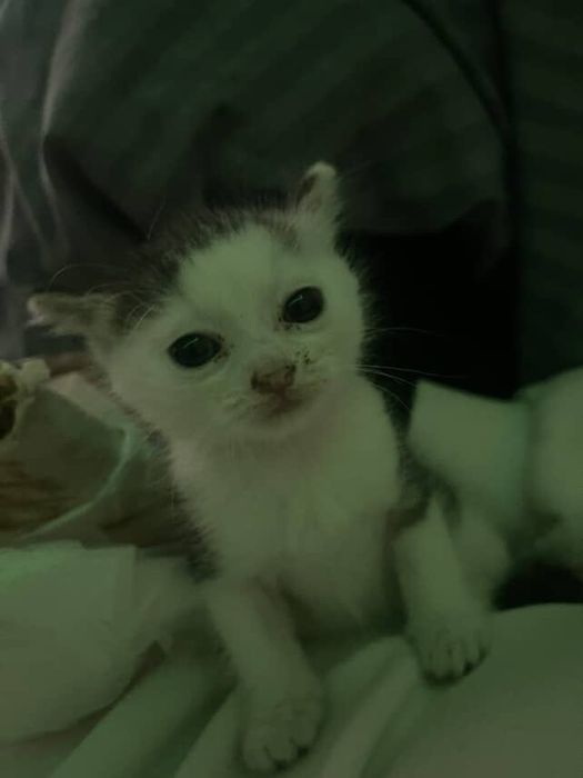 отдам котенка в добрые руки, мальчик