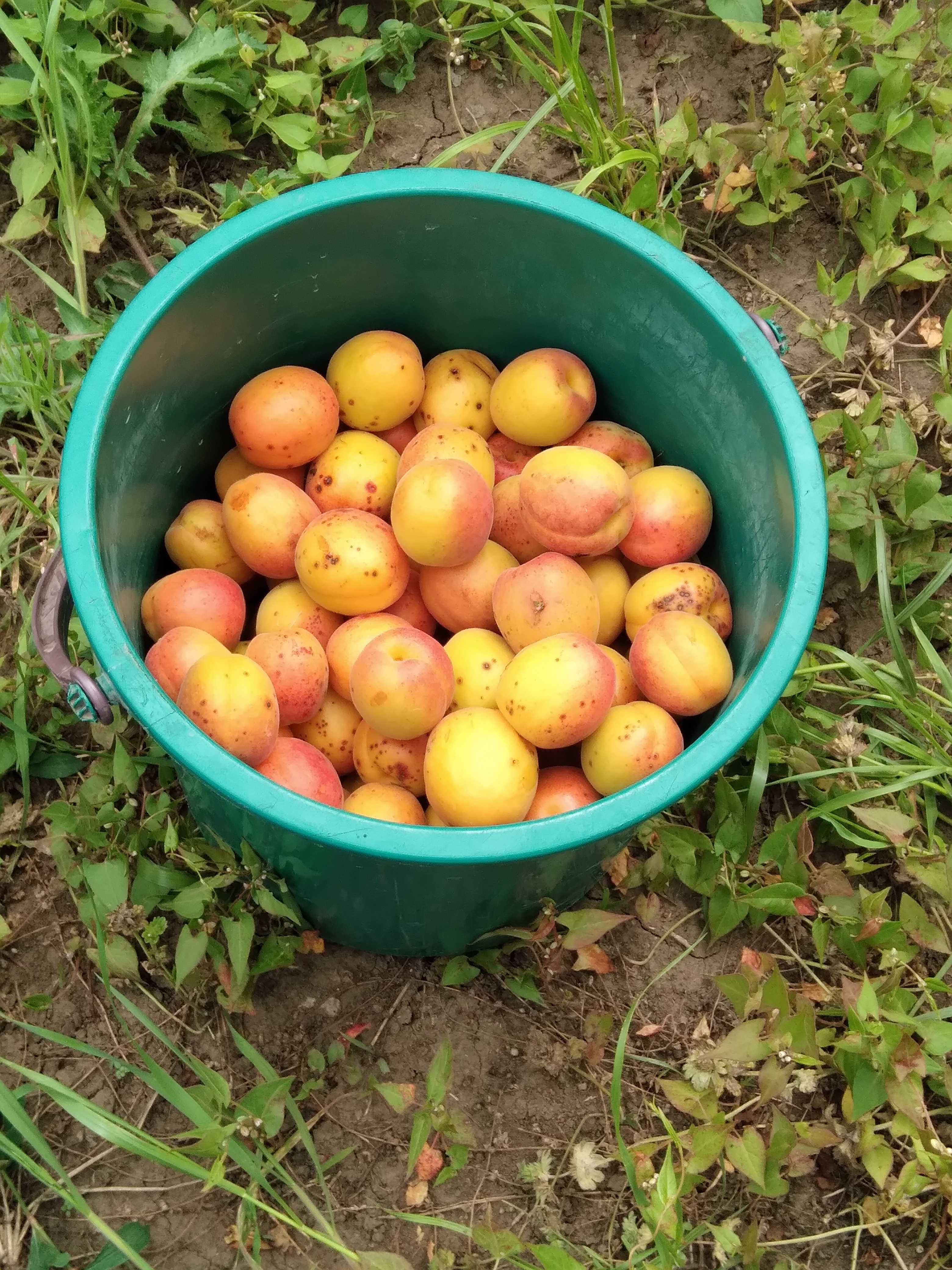 Livadă pomi fructiferi