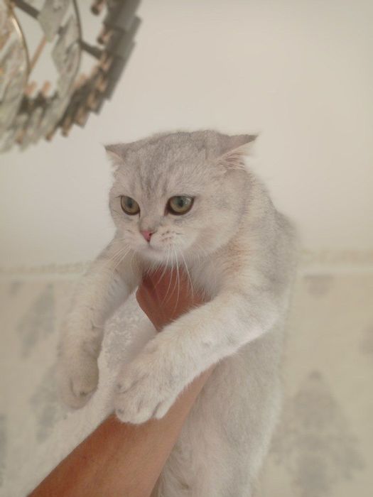 Shinshila Fold 2Ta Mushuk Sotiladi Kelishamz