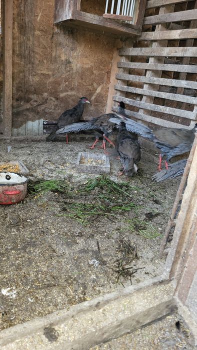 Schimb 4 fazani argintii , masculi