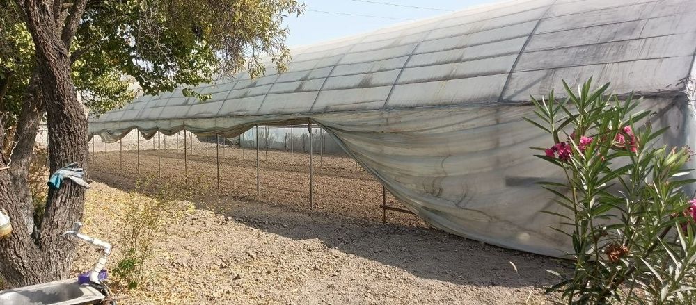 Парник срочна сотилади