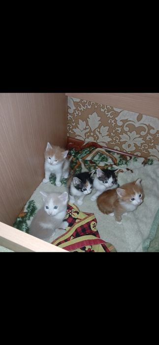 Котята беслпатно