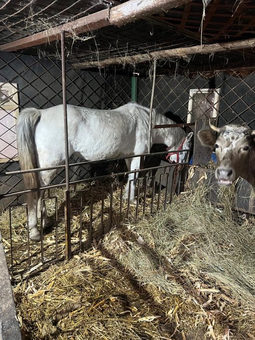 Vand iapa,cuminte,blanda