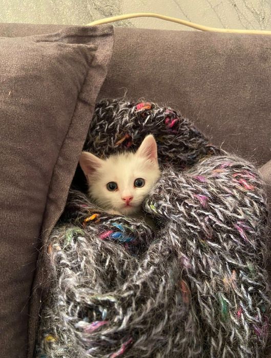 Отдам котёнка мальчика в хорошие руки!