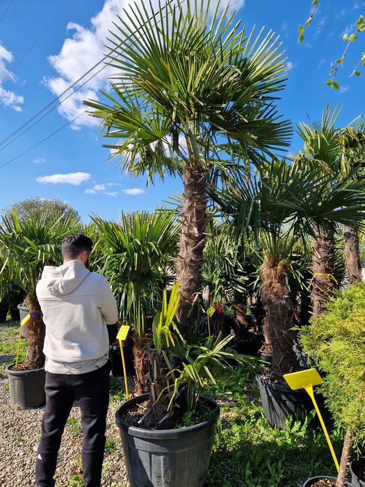 Vand palmieri trachycarpus fortunei, chamaerops excelsa,  humilis, etc