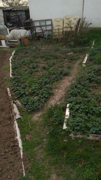Продам рассаду (клубника долгоиграющая)