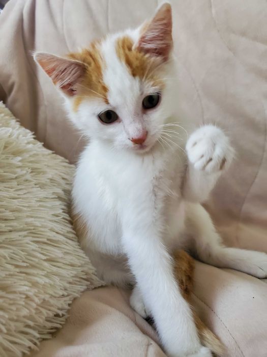Очарователно рижо-бяло котенце търси дом.