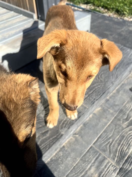 два щеночка-девочки ищут любящих хозяев, 4-4,5 месяца