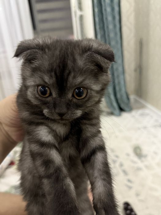 Продаётся шотландский вислоухий котёнок (Scottish Fold)