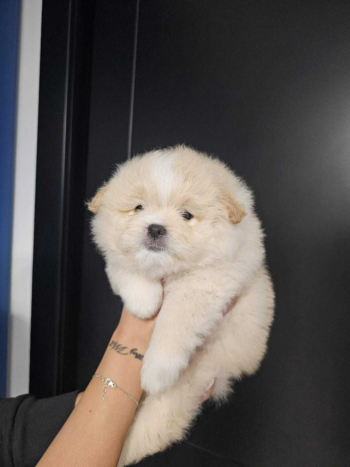 Pomeranian de vanzare