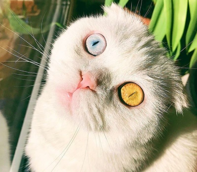 Вязка кот шотландский вислоухий