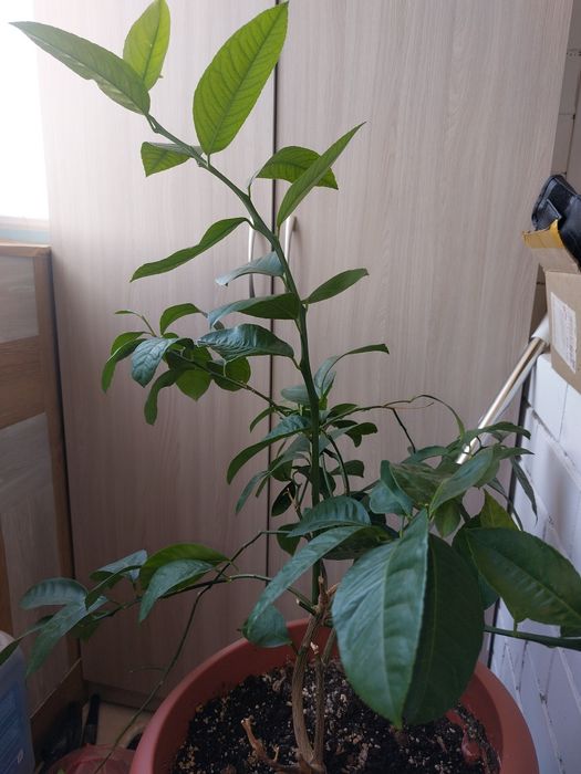Продам саженец лимона