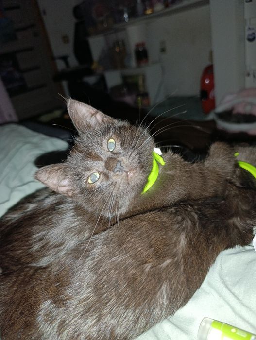 Котята в любящие руки 4 месяца