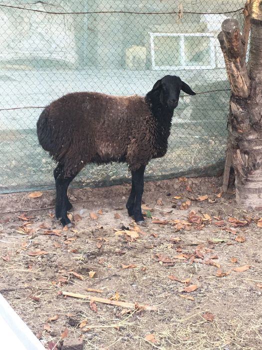 Молодая овца