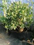 crassula ovata Pomul Banilor