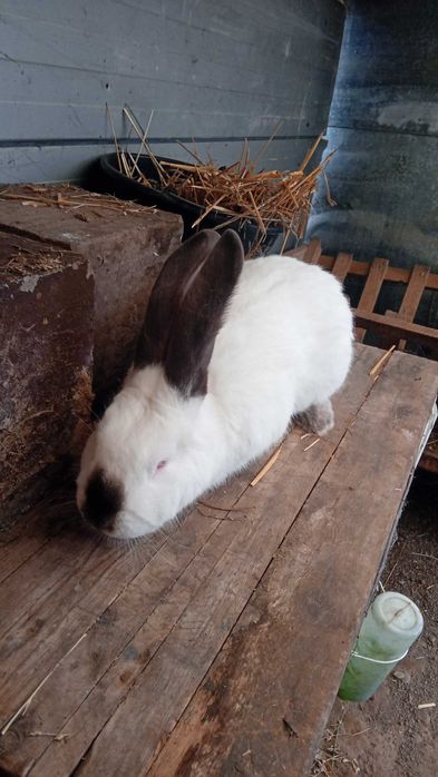 Vând iepuroi uriaș de transilvania